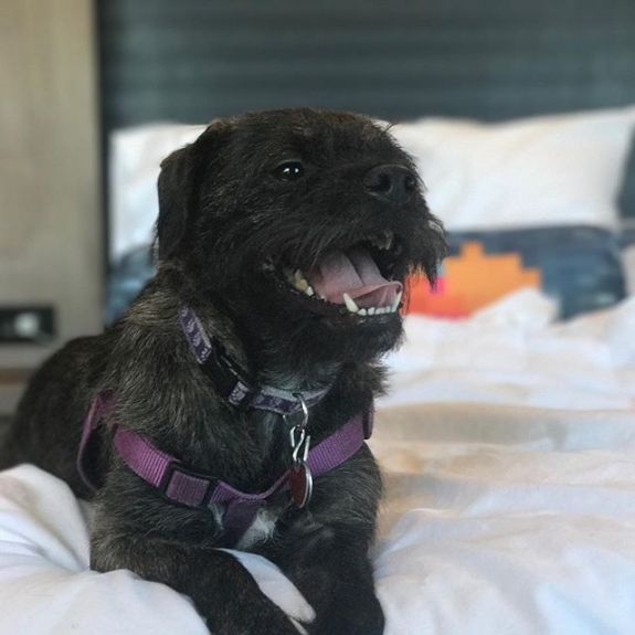 Dog Friendly Hotel Austin Element Downtown Dog Friendly Hotel Austin